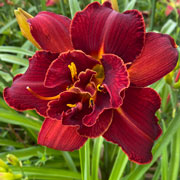 Heres to Friendship Daylily